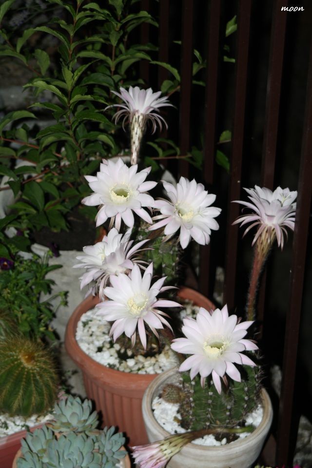 kaktusi